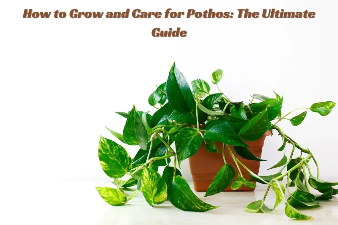 How to Grow and Care for Pothos The Ultimate Guide