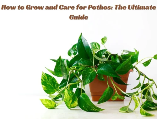 How to Grow and Care for Pothos The Ultimate Guide