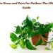 How to Grow and Care for Pothos The Ultimate Guide