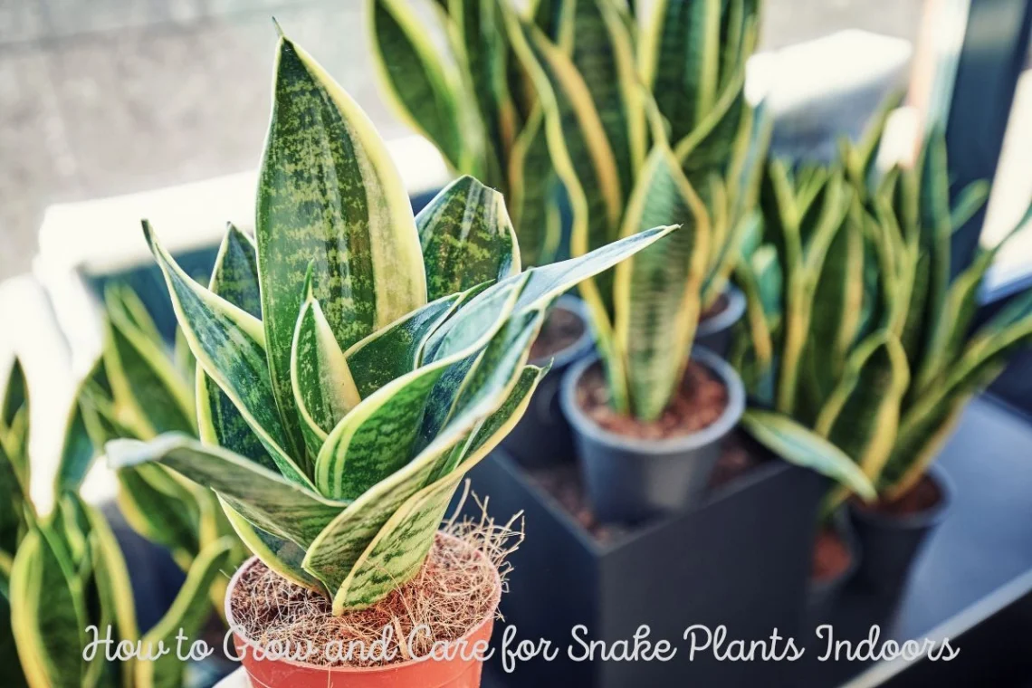 How to Grow and Care for Snake Plants Indoors