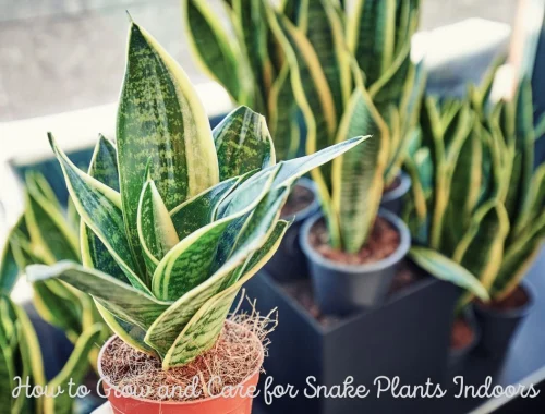 How to Grow and Care for Snake Plants Indoors