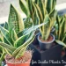 How to Grow and Care for Snake Plants Indoors