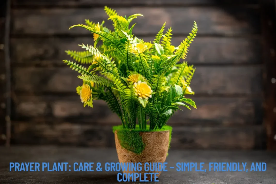 Prayer Plant Care & Growing Guide – Simple, Friendly, and Complete