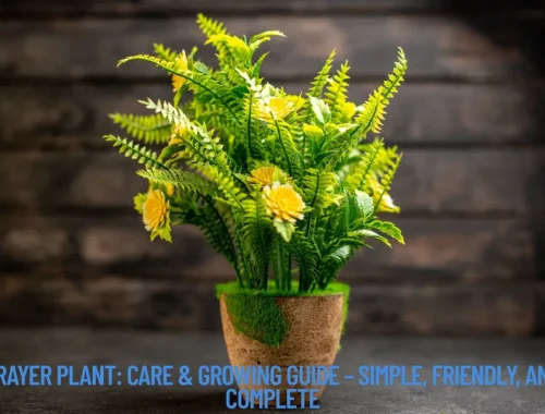Prayer Plant Care & Growing Guide – Simple, Friendly, and Complete