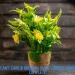 Prayer Plant Care & Growing Guide – Simple, Friendly, and Complete