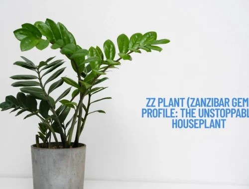ZZ Plant (Zanzibar Gem) Profile The Unstoppable Houseplant
